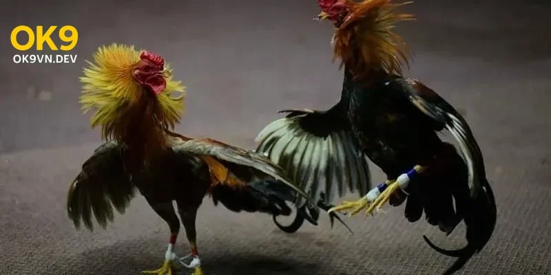 Mẹo Và Chiến Thuật Giúp Tăng Cơ Hội Thắng